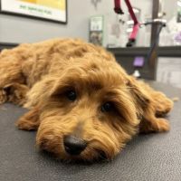 Pet Supplies Plus West Bend ico