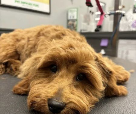 Pet Supplies Plus West Bend