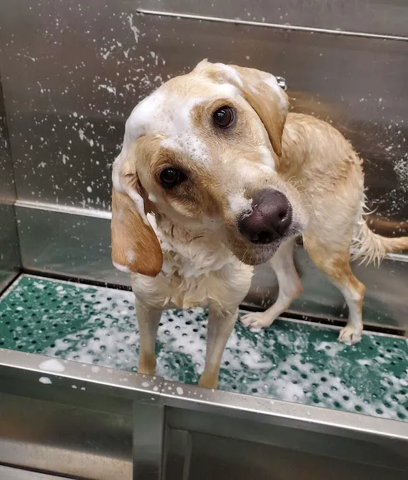 Pet Supplies Plus West Bend Picture 2