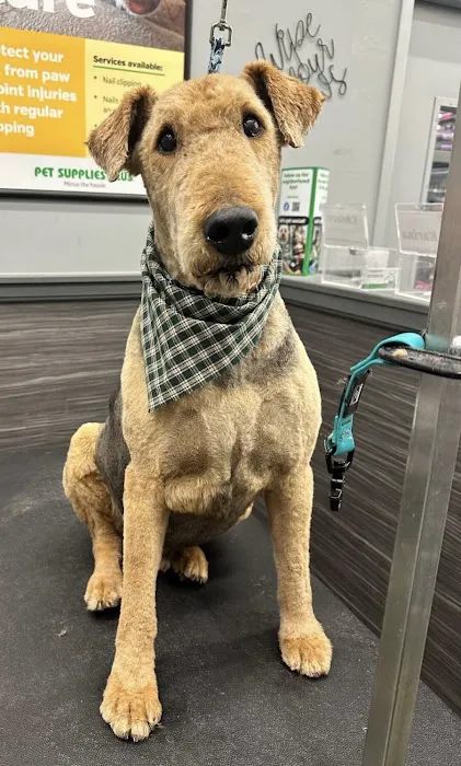 Pet Supplies Plus West Bend Picture 8