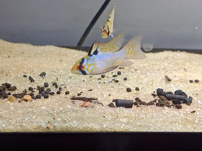 Tristan's Tropical Fish LLC Picture 4