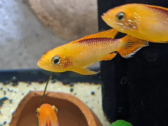 Tristan's Tropical Fish LLC Picture 6