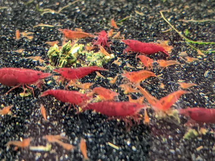 Tristan's Tropical Fish LLC Picture 5