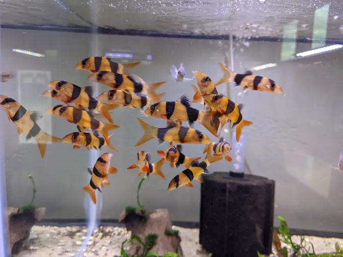 Tristan's Tropical Fish LLC Picture 1