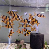 Tristan's Tropical Fish LLC ico