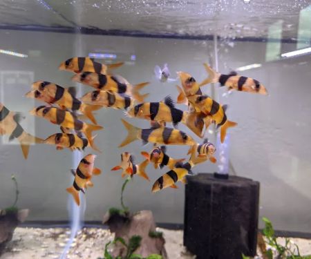 Tristan's Tropical Fish LLC