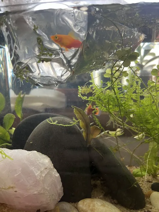 Tristan's Tropical Fish LLC Picture 10