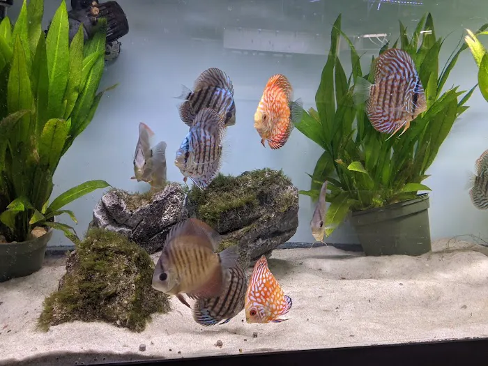 Tristan's Tropical Fish LLC Picture 9