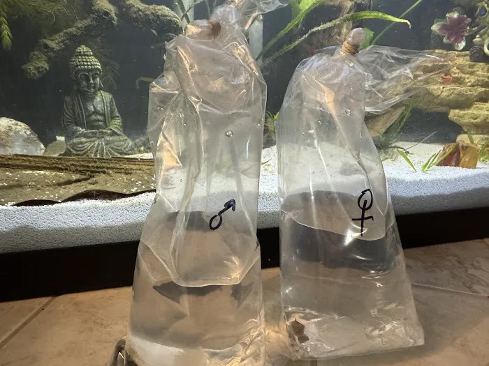 Tristan's Tropical Fish LLC Picture 8