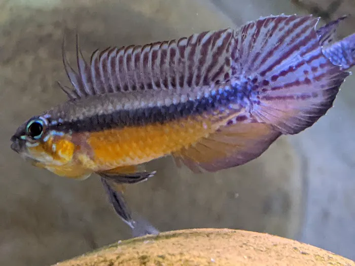 Tristan's Tropical Fish LLC Picture 7