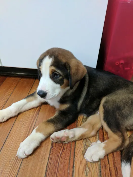 Middlebranch Veterinary Picture 5