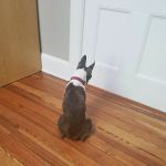 Middlebranch Veterinary