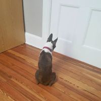 Middlebranch Veterinary ico