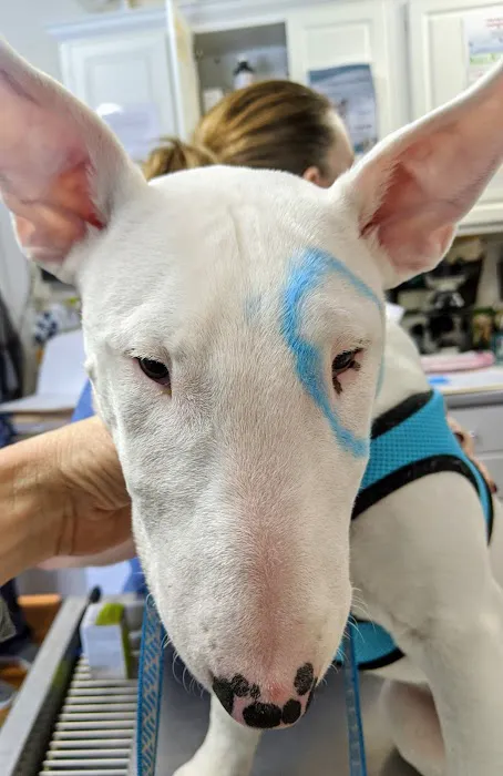 Middlebranch Veterinary Picture 3