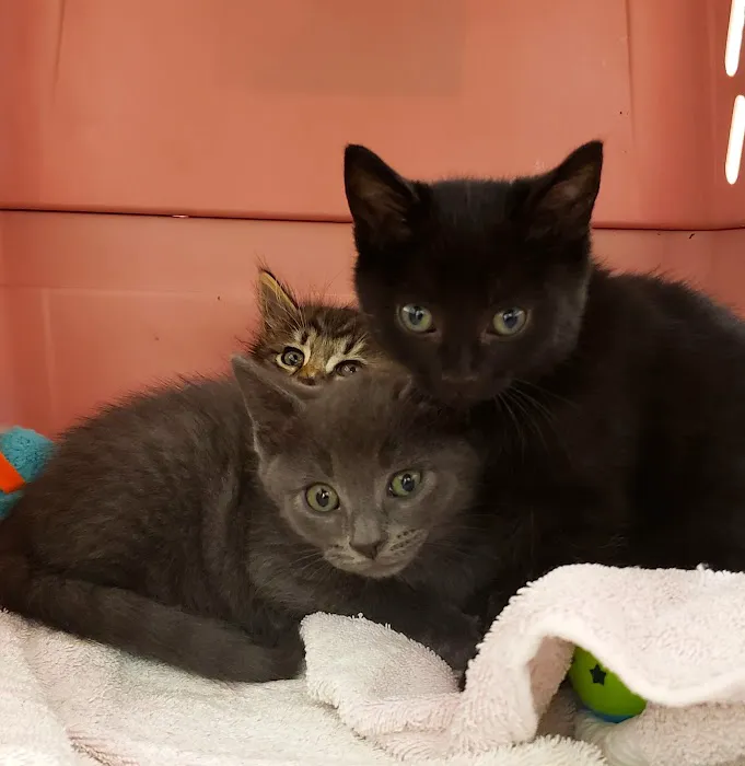 Putnam Animal Wellness Picture 3