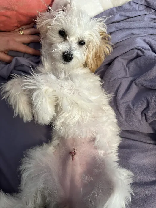 Putnam Animal Wellness Picture 4