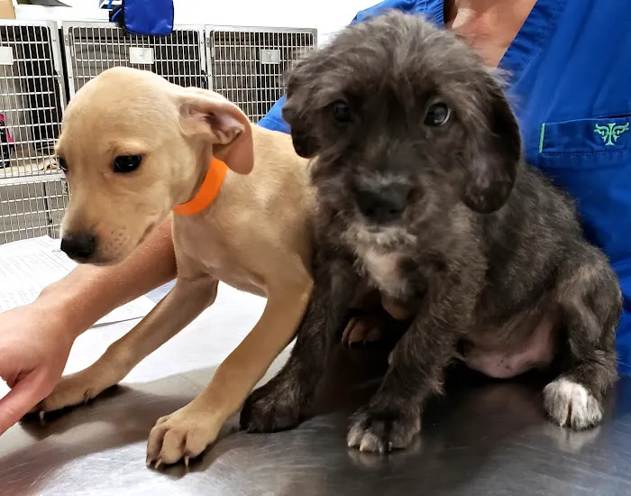 Putnam Animal Wellness Picture 5