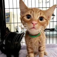 Putnam Animal Wellness ico