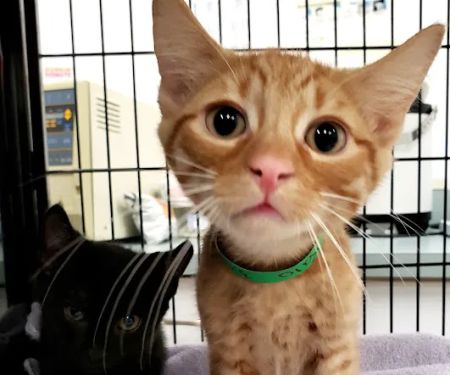Putnam Animal Wellness