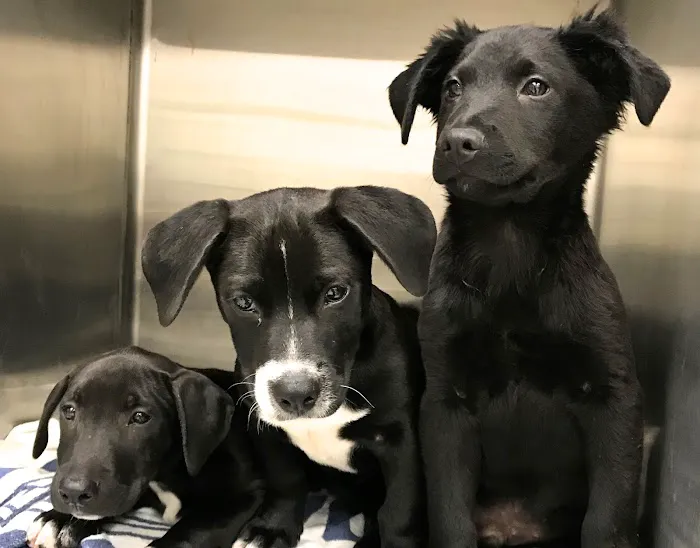 Putnam Animal Wellness Picture 9