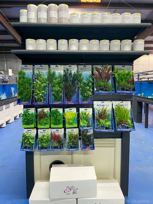 Big Kahuna Tropical Fish Picture 1