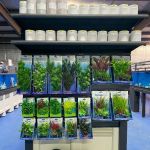 Big Kahuna Tropical Fish
