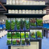 Big Kahuna Tropical Fish ico