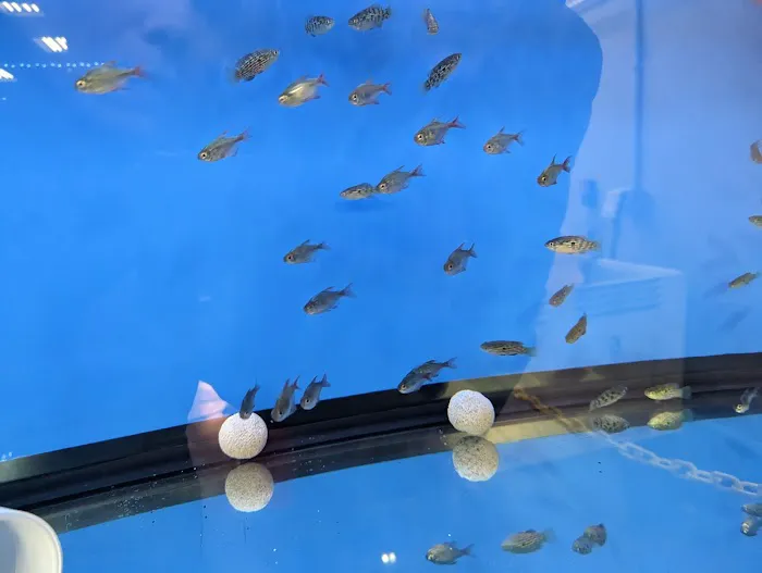 Big Kahuna Tropical Fish Picture 10