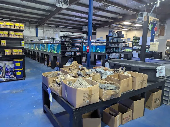 Big Kahuna Tropical Fish Picture 5