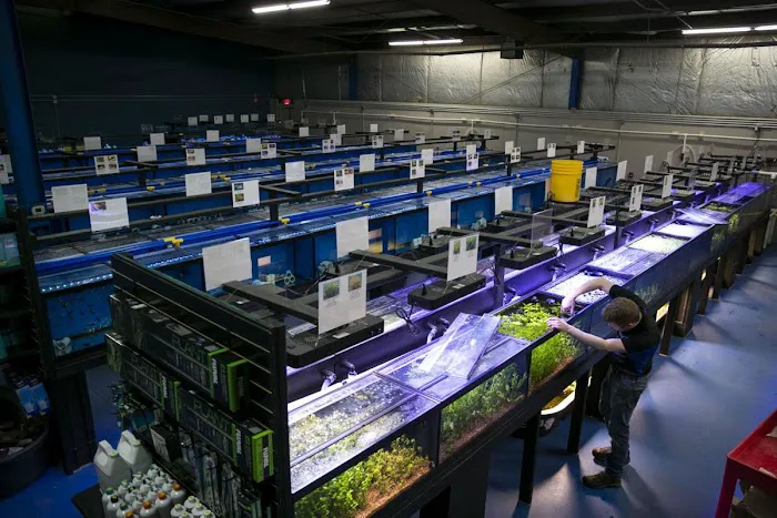 Big Kahuna Tropical Fish Picture 9