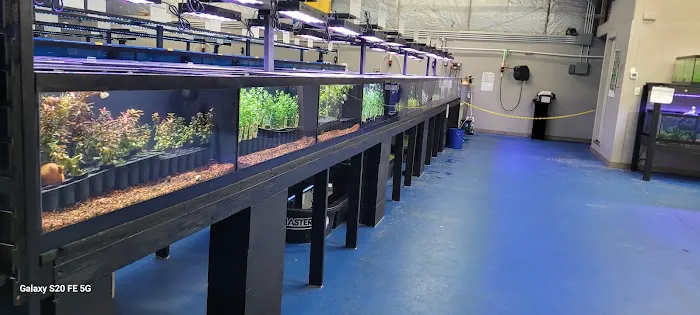 Big Kahuna Tropical Fish Picture 6