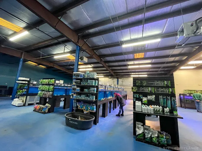 Big Kahuna Tropical Fish Picture 2