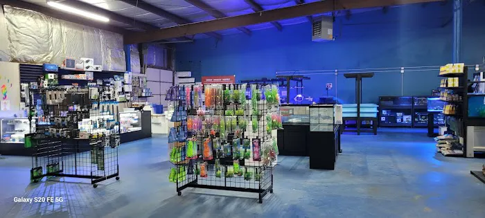 Big Kahuna Tropical Fish Picture 8