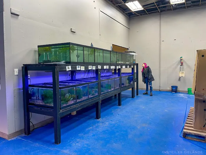 Big Kahuna Tropical Fish Picture 3