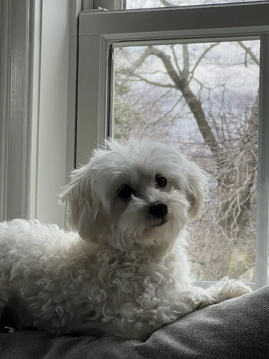 Hudson Highlands Veterinary Medical Group - Beacon Picture 4