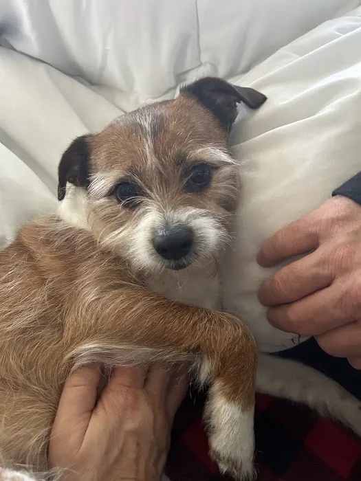 Hudson Highlands Veterinary Medical Group - Beacon Picture 3