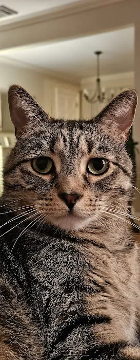 Hudson Highlands Veterinary Medical Group - Beacon Picture 2