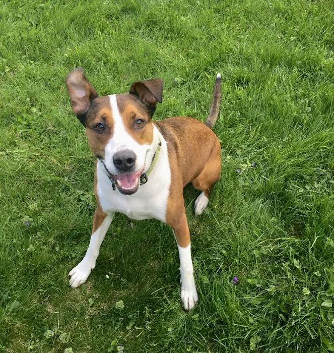 Hudson Highlands Veterinary Medical Group - Beacon Picture 6