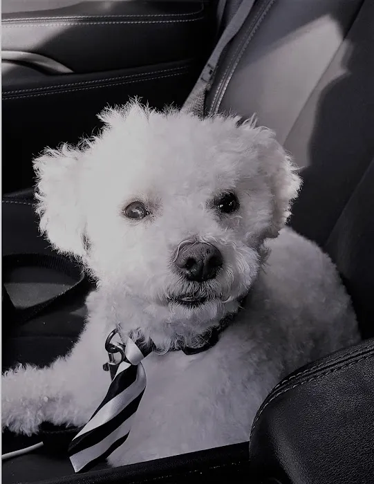 Hudson Highlands Veterinary Medical Group - Beacon Picture 5