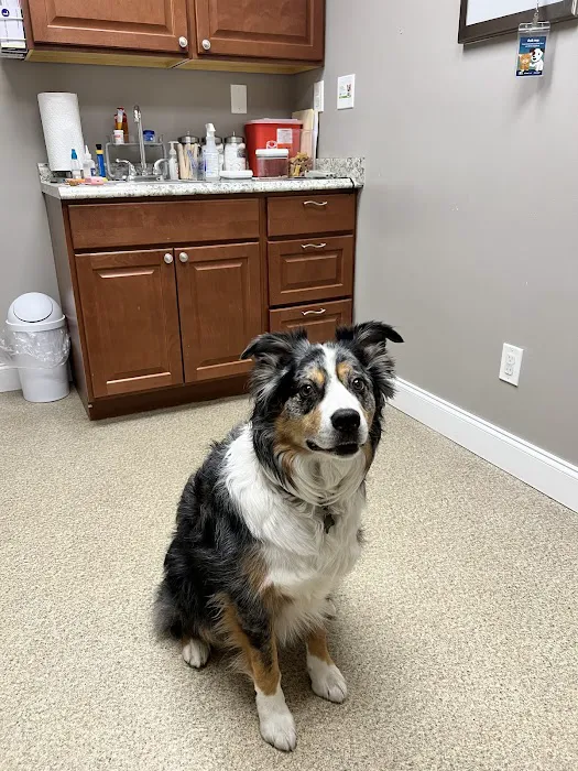 Hudson Highlands Veterinary Medical Group - Beacon Picture 1