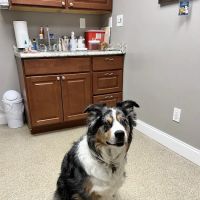 Hudson Highlands Veterinary Medical Group - Beacon ico