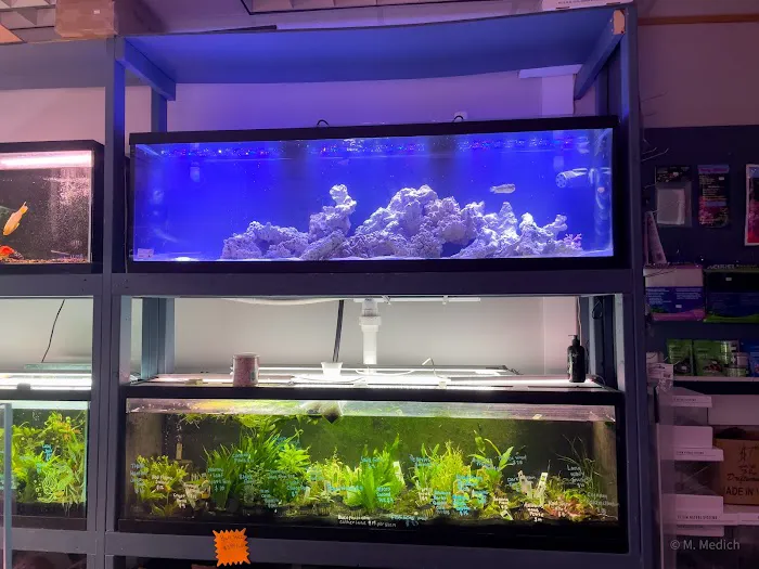 The Golden Guppy Picture 5