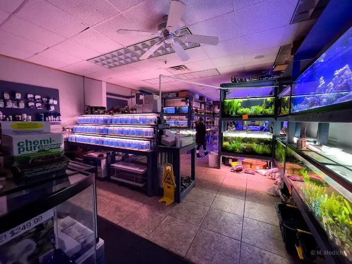 The Golden Guppy Picture 3