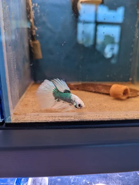 The Golden Guppy Picture 1