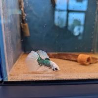 The Golden Guppy ico