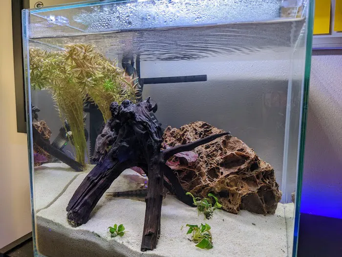 The Golden Guppy Picture 2