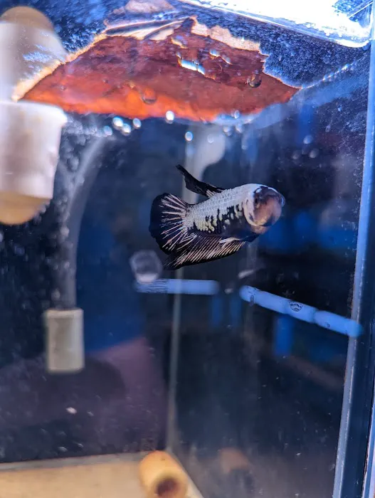 The Golden Guppy Picture 7