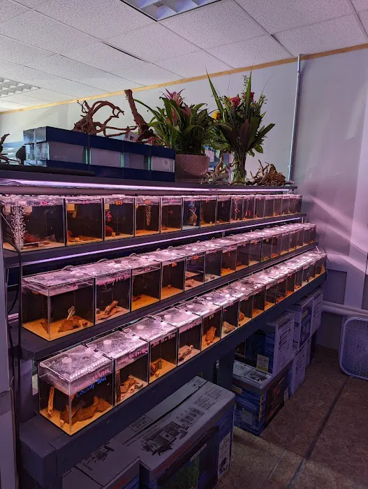 The Golden Guppy Picture 4