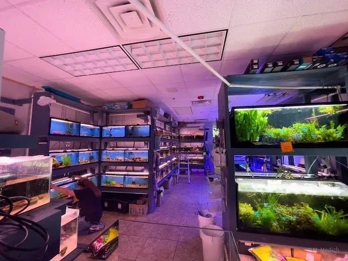 The Golden Guppy Picture 6