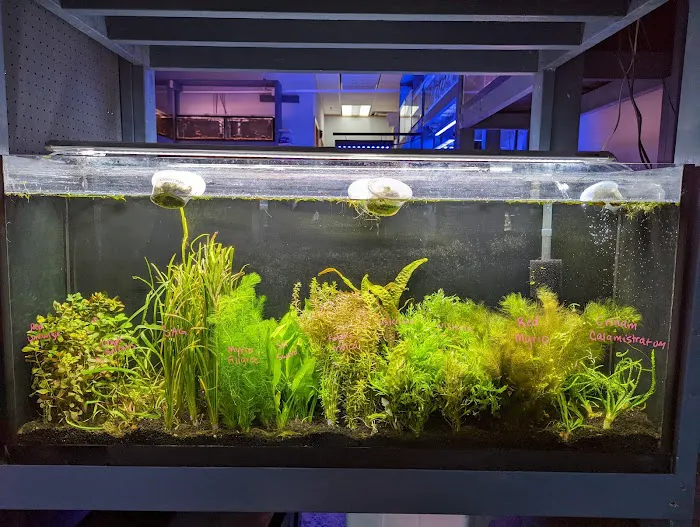 The Golden Guppy Picture 8